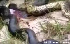 中国最吓人的一条巨蛇是什么？长达50米的千年巨蛇被炸死？