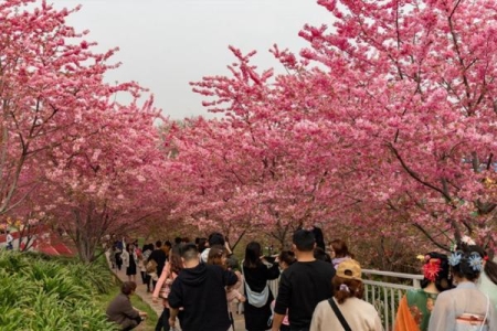 2022成都漫花庄园樱花几月开 樱花花期