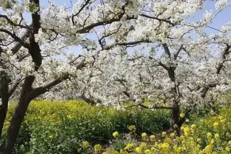 保定阜平有哪些赏花的地方