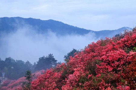 武汉杜鹃花海在哪里 附最佳观赏时间