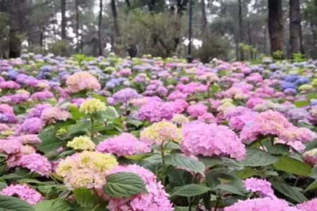 无锡木绣球花海在哪里