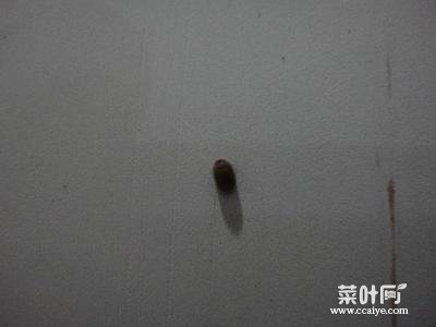 床上有褐色硬壳小虫子捏死无血 棕色硬壳小虫子会飞