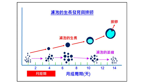 冷冻胚胎移植成功率高吗 使不孕妇女两度怀孕