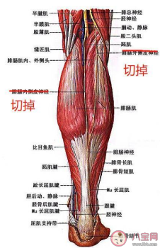 小腿肌肉阻断术瘦腿原理是什么 小腿肌肉阻断术有什么危害