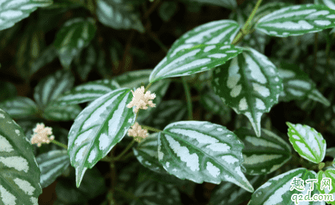 冷水花老黄叶是怎么回事 冷水花黄叶了怎么补救1