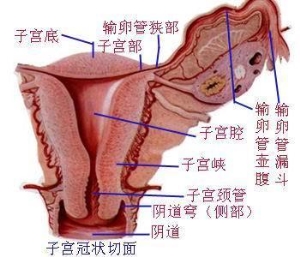 女人的阴道一般有多深真实图片说明 女性私处究竟是什么样子的(图文)