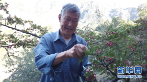 太行通天路 花椒出大山