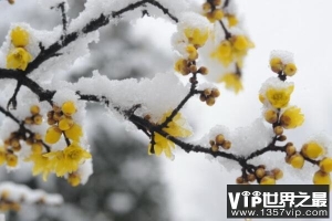 冬季开花的植物排行榜前十名：梅花、垂筒花位列前两名