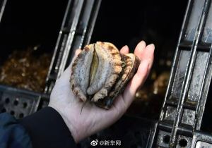 注意！鲍鱼被列入濒危物种红色名录：20种或灭绝