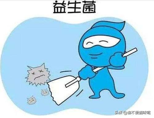 吃什么促进猫排便(猫拉不出屎吃什么药排便)