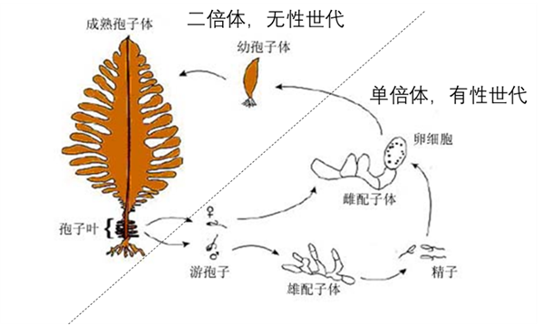 日料店里常吃的凉菜“中华海藻”：竟然有3种性别