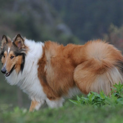 世界十大最厉害的牧羊犬 最厉害的牧羊犬排名榜前十名