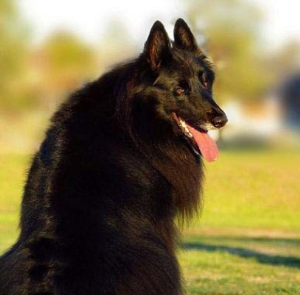 世界十大最厉害的牧羊犬 最厉害的牧羊犬排名榜前十名