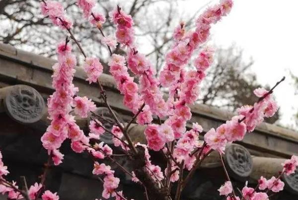 昆明赏梅十大景点 看梅花去哪里