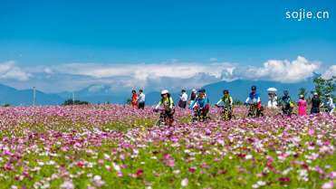 2021成都温江汪家湾花海油菜花观赏时间及游玩攻略