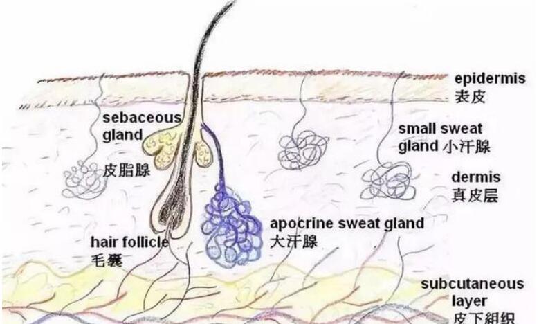 去黑头收缩毛孔小窍门 怎么去黑头收缩毛孔