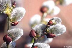 茉莉花的花语是什么呢 茉莉花生长在什么环境里呢