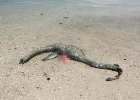 海滩现神秘生物,外形酷似尼斯湖水怪