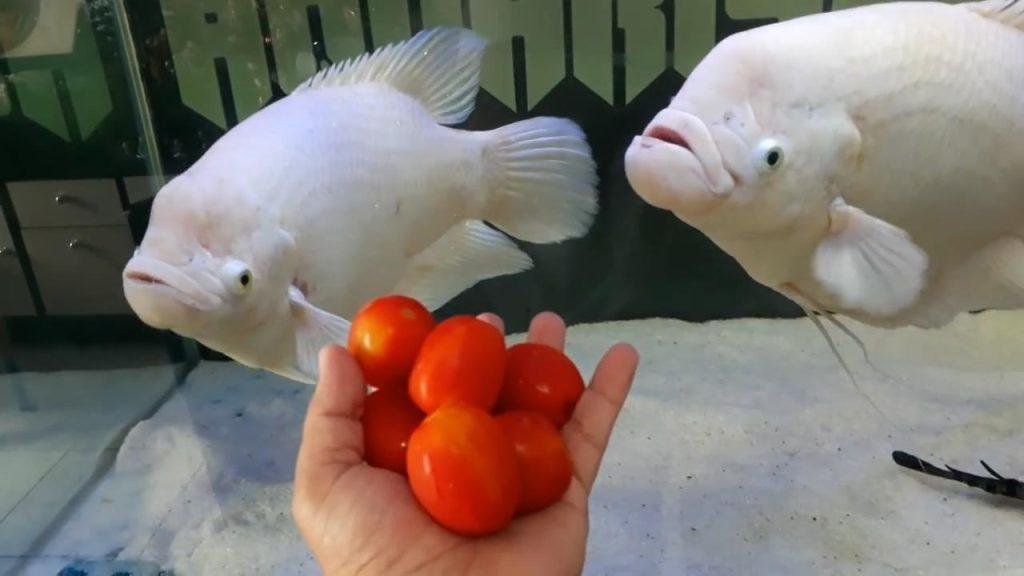 饲养观赏鱼，总会遇到油膜的问题？油膜对观赏鱼的危害究竟有多大？