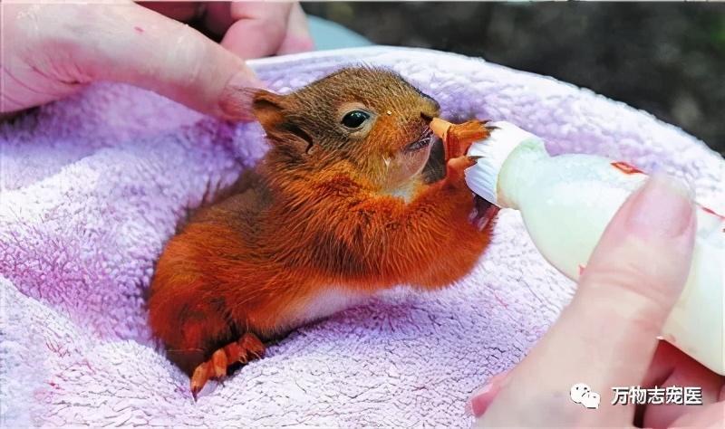 宠物松鼠好养吗？宠物松鼠的饲养方法及饲养注意事项