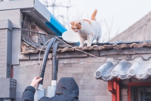 猫咪走丢了一般能走多远？以一个月为例，看看猫咪能走多远！