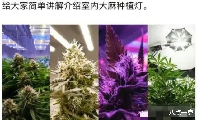 曝大S已怀孕9个月！光头称其身体虚弱到不能行走，网友：甄嬛传？