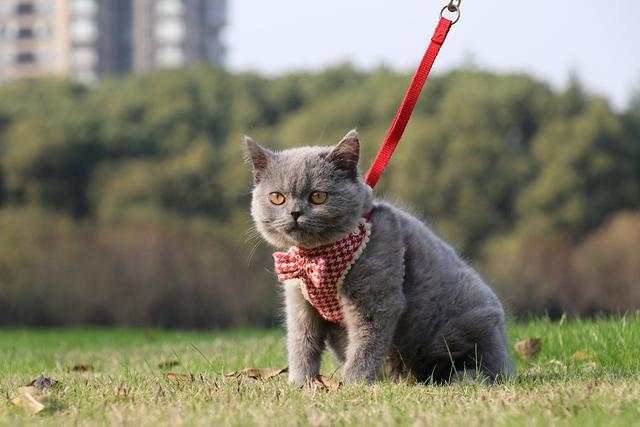 蓝猫和普通的猫有什么区别（为什么蓝猫能成为猫界）(7)