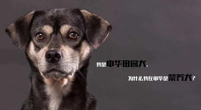 原来中华田园犬才是最护主的（中华田园犬等于唐狗）(1)