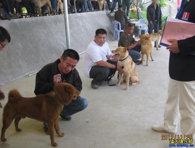 原来中华田园犬才是最护主的（中华田园犬等于唐狗）(9)