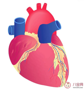 夏天心脏负担有多重 夏季如何预防心血管疾病