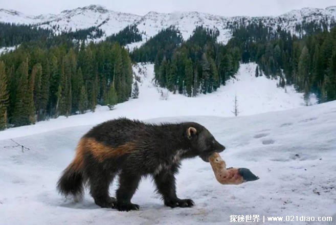 一种居住在陆地上的大型猫科动物 狼獾长一米(食肉动物)