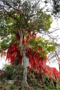 西安人气最高森林公园（西安反差最大景区）(4)