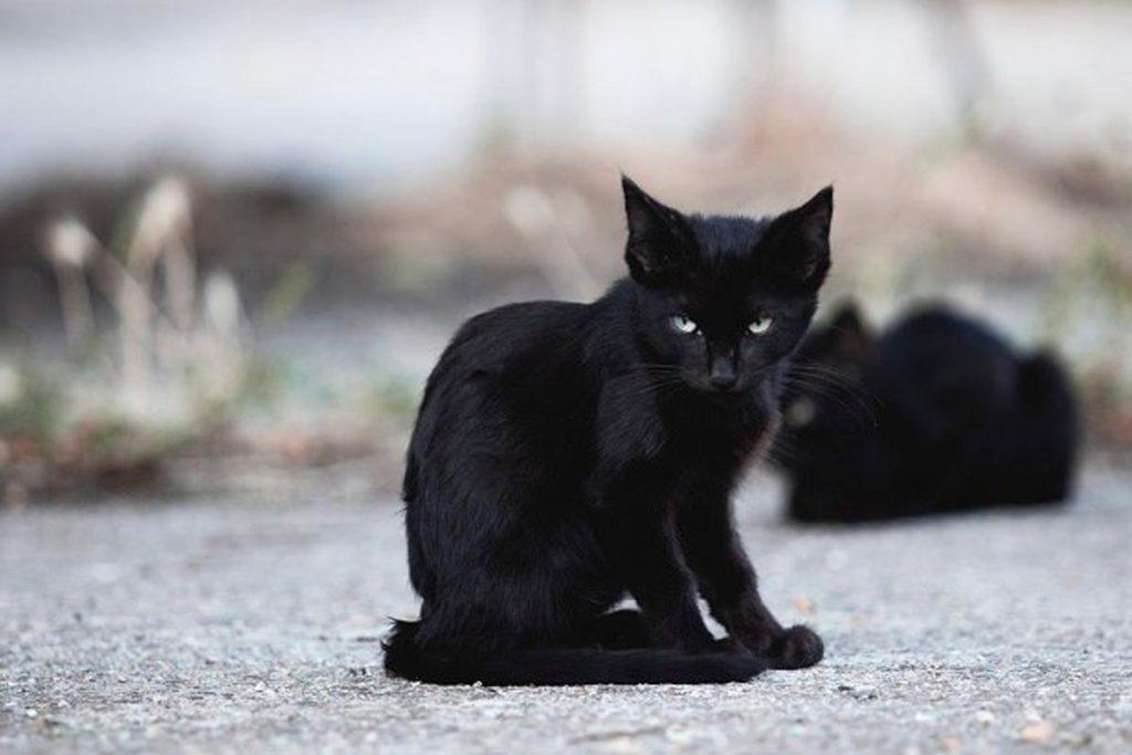 路上遇到流浪猫怎么办？（遇到流浪猫一直跟着自己）