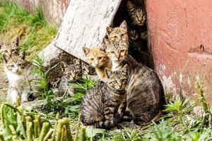 路上遇到流浪猫怎么办？（遇到流浪猫一直跟着自己）