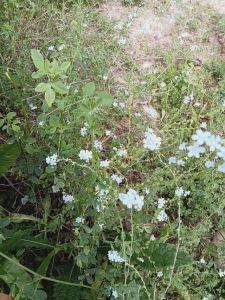 画幅关于夏天的画（夏日几画图）(5)