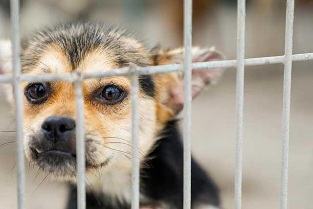 探访青岛市犬只收养服务基地，想养狗狗这儿可以免费领养（青岛有没有领养宠物的微信群）