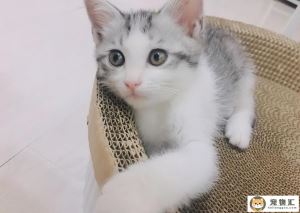 猫鱼油摄入量怎么算（猫用鱼油的喂食方法）