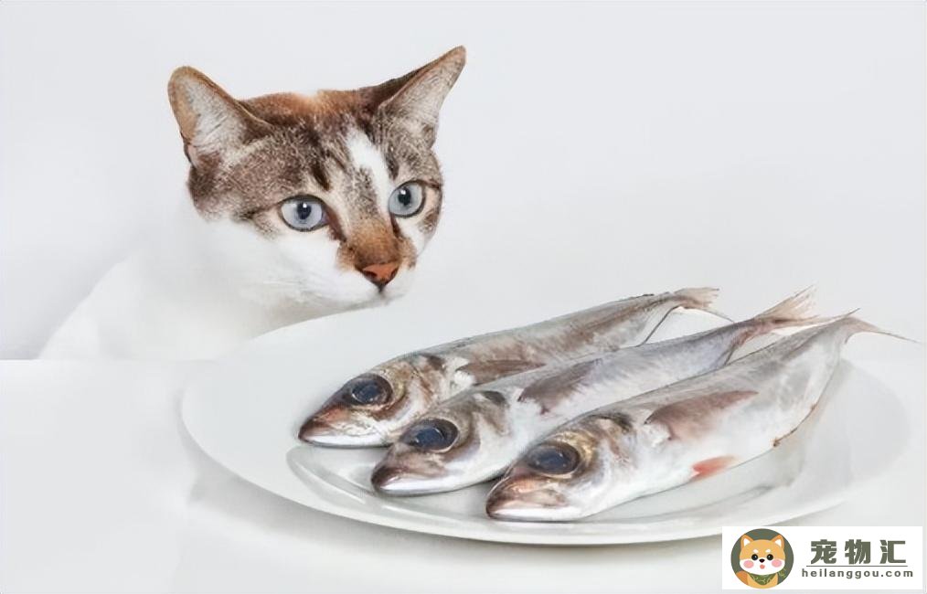 猫鱼油摄入量怎么算（猫用鱼油的喂食方法）