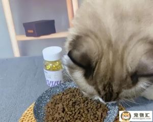 猫鱼油摄入量怎么算（猫用鱼油的喂食方法）