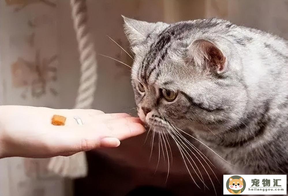 猫鱼油摄入量怎么算（猫用鱼油的喂食方法）