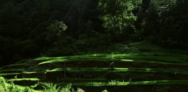 一条狗的故事能感动你一生（重温那山那人那狗）(1)