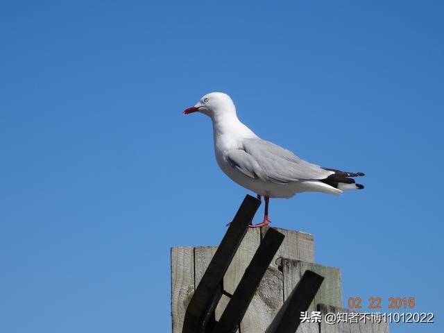 新西兰旅游拍照参考（新西兰旅行25.金刚拍摄地）(10)