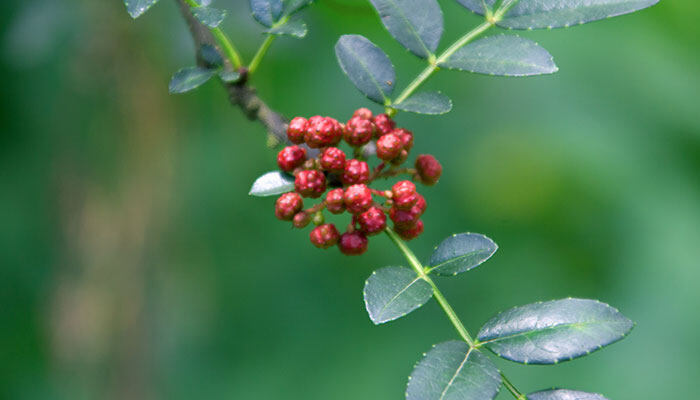 花椒树700.jpg