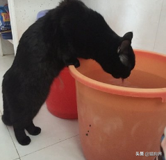 好奇怪，猫咪为什么喜欢喝脏水？（猫为什么喜欢喝脏水）