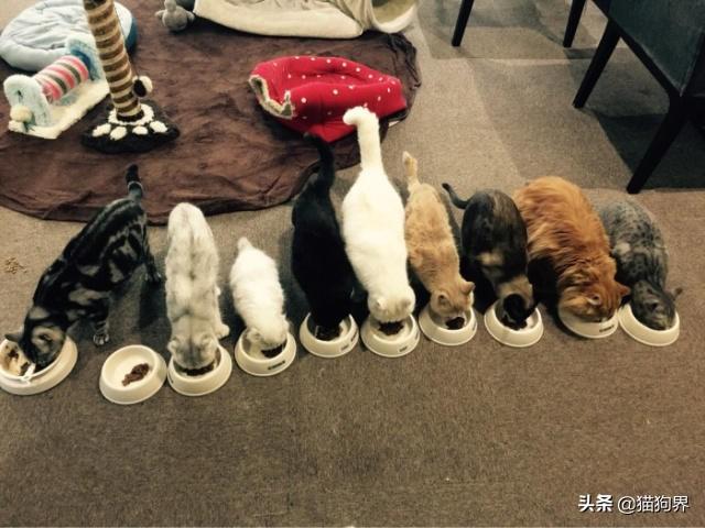 如何快速解决猫咪便秘（遇上便秘的猫怎么办）(5)