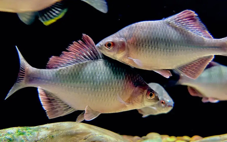 南京网友问：水族新宠：非洲凤凰鱼养殖方法