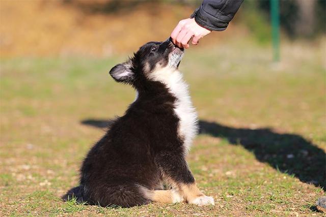 训狗教程从零开始小型犬上厕所（几十年来变化超大）(6)