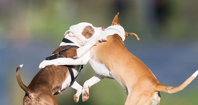 训狗教程从零开始小型犬上厕所（几十年来变化超大）(7)