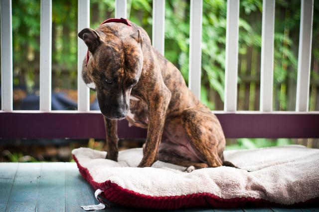 训狗教程从零开始小型犬上厕所（几十年来变化超大）(1)