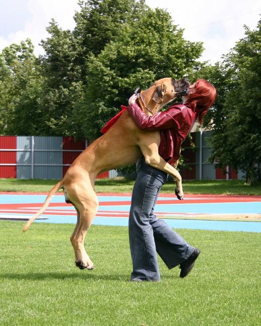 训狗教程从零开始小型犬上厕所（几十年来变化超大）(3)